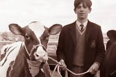 Cattle show