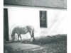 horse-at-sidehead