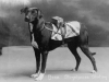 bess-station-dog